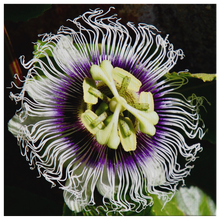 Load image into Gallery viewer, Passiflora