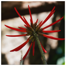 Load image into Gallery viewer, Naked Coral Tree