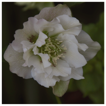 Load image into Gallery viewer, Christmas Rose