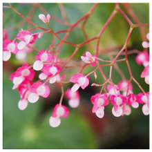 Load image into Gallery viewer, Begonia &quot;Freddie&quot;