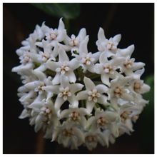 Load image into Gallery viewer, Hoya Australis