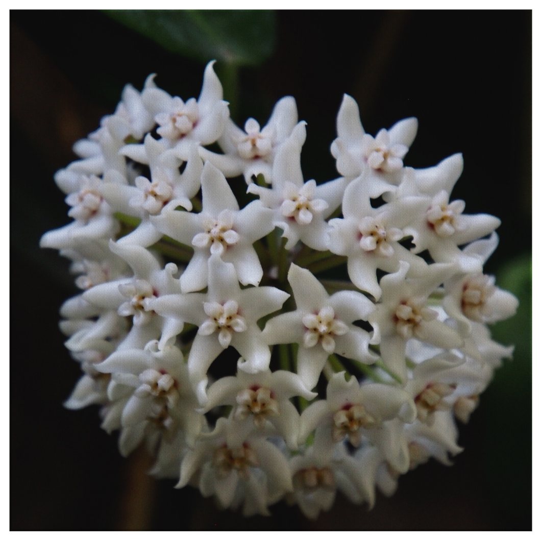 Hoya Australis