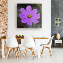 Load image into Gallery viewer, Garden Cosmos