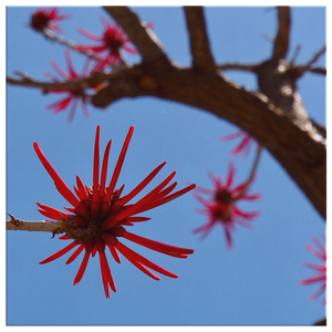 Naked Tree