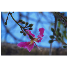 Load image into Gallery viewer, Orchid Tree