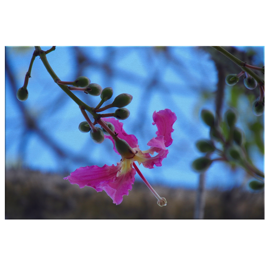 Orchid Tree