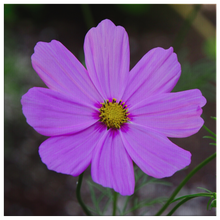 Load image into Gallery viewer, Garden Cosmos