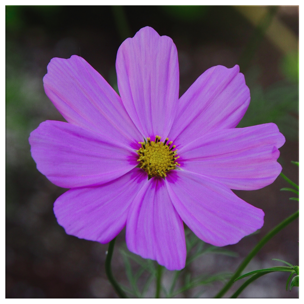 Garden Cosmos