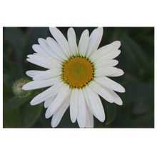 Load image into Gallery viewer, White